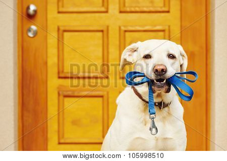 Dog With Leash