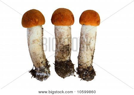 Orange Birk Boletus