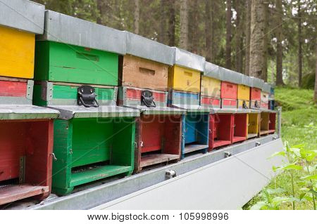 Line Of Hives