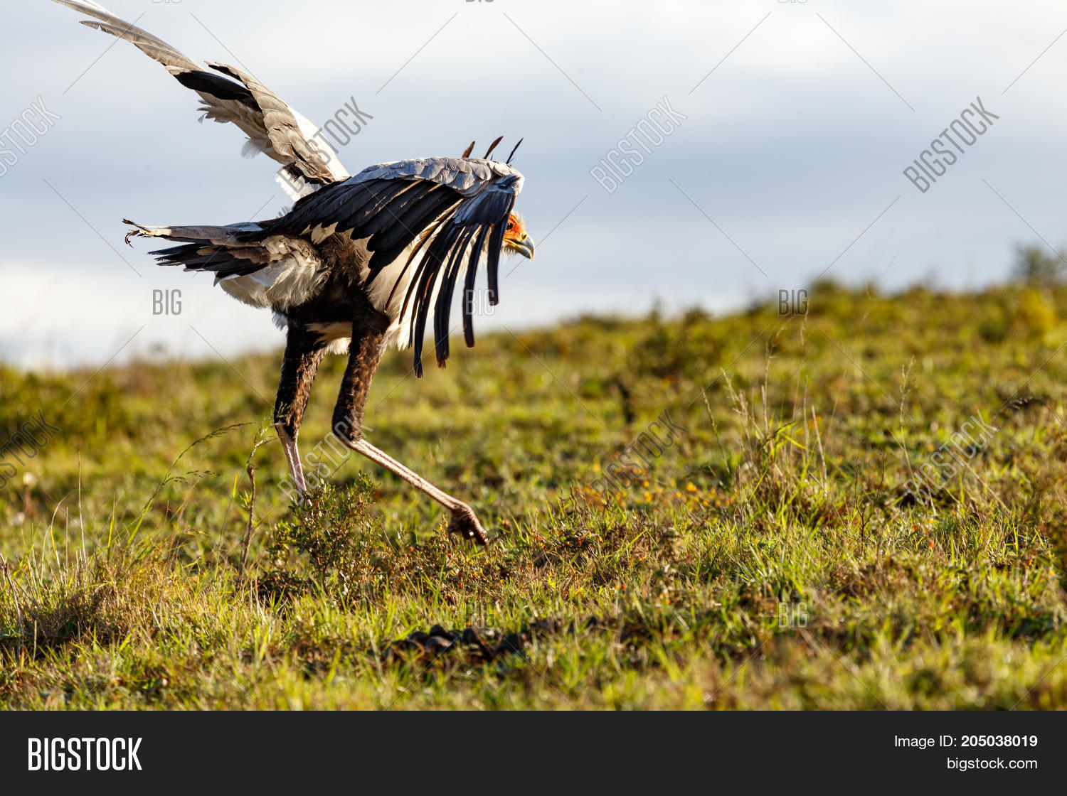 Secretary Bird Chasing Image & Photo (Free Trial) | Bigstock
