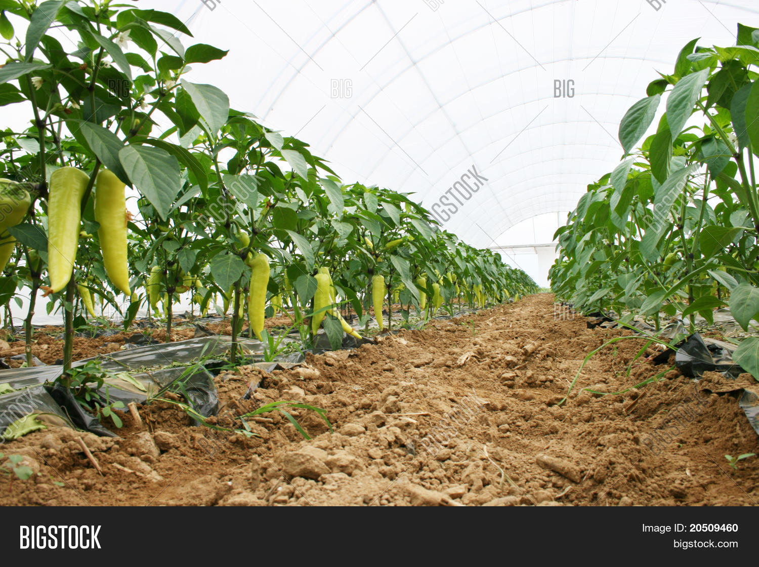 Greenhouse Pepper Image & Photo (Free Trial) Bigstock