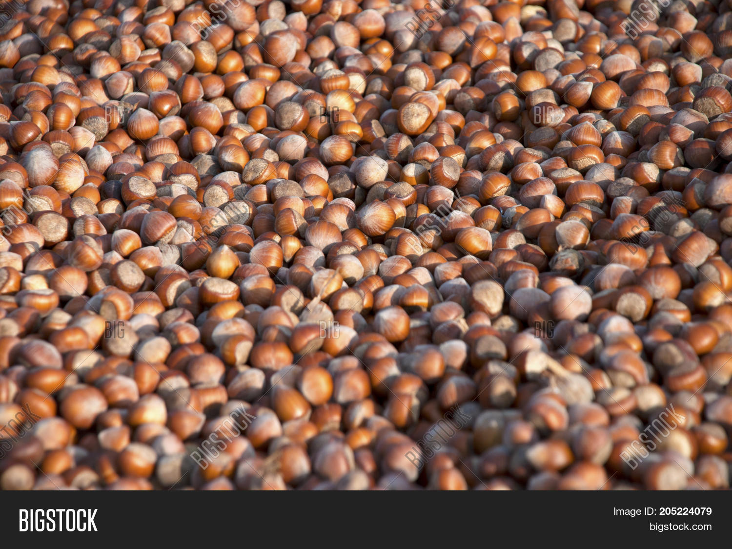 Hazelnuts. Harmonized Image & Photo (Free Trial) Bigstock