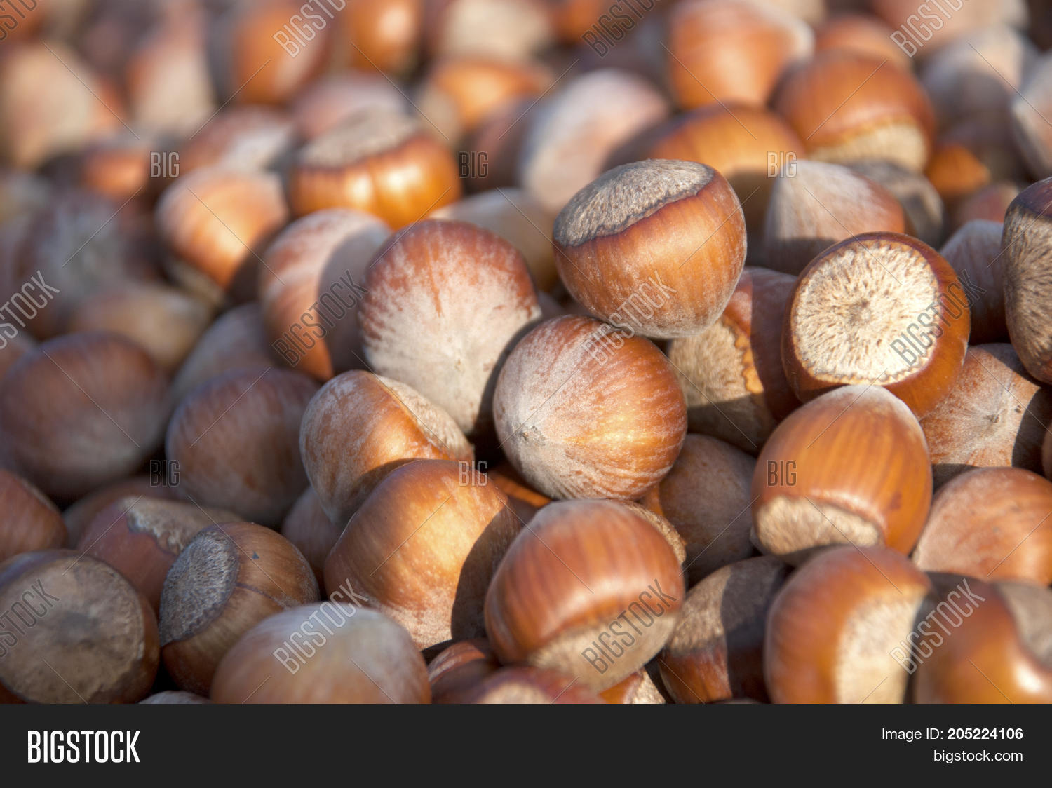 Hazelnuts. Harmonized Image & Photo (Free Trial) Bigstock