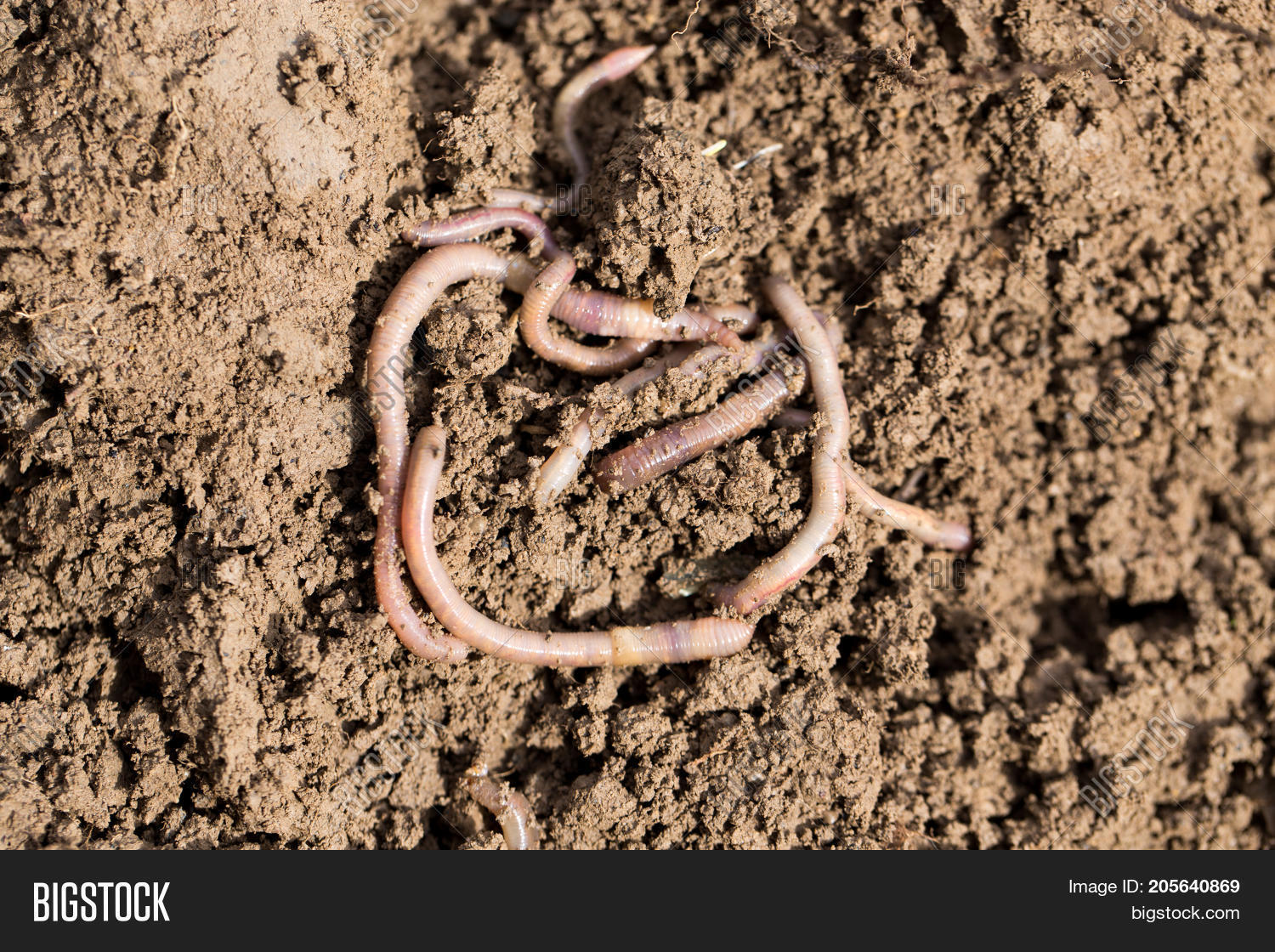 У дождевых червей 9 сердец. Дождевой червь ставший. Дождевой червь ставший. Червь земляной (lumbricus terrestris). Обыкновенный дождевой червь.