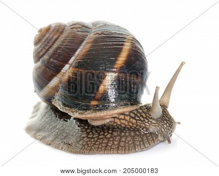 Bourgogne snail in front of white background