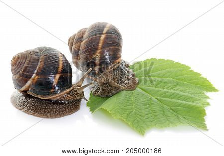 Bourgogne snails in front of white background