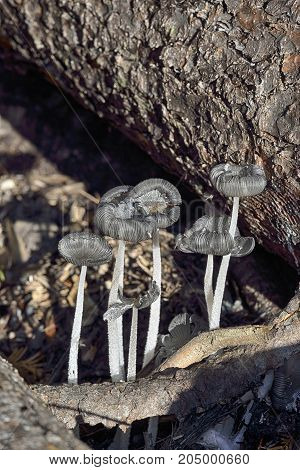 Hare'sfoot Ink-cap Fungus