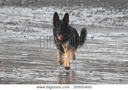Schæferhund