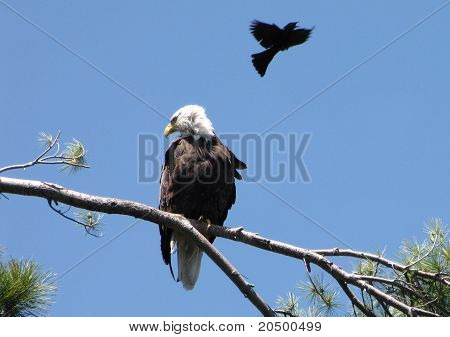 Bald Eagle og Solsort