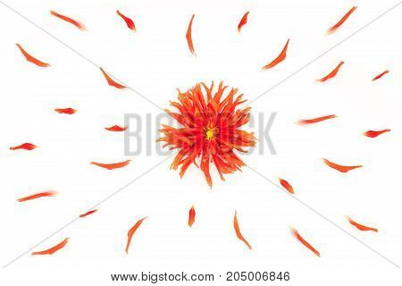 Red Dahlias Flowers And Flowers Petals On White Background. Flat Lay, Top View