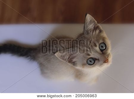 Cute kitten with blue eyes. Little Kitten. Cute Kitten.