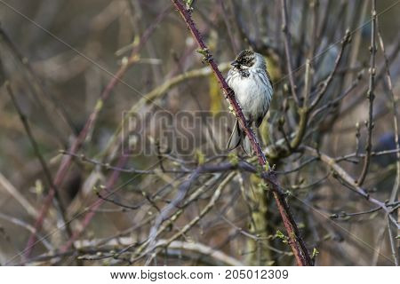 Common Reed Bunting  (emberiza Schoeniclus)