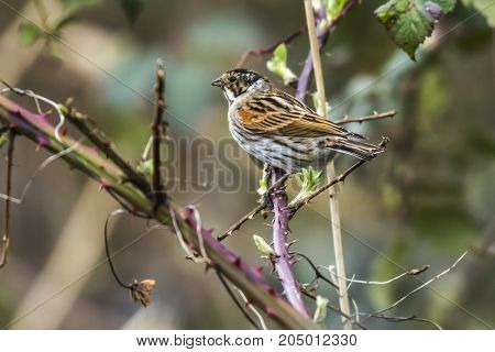 Common Reed Bunting  (emberiza Schoeniclus)