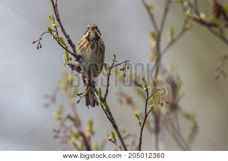 Common Reed Bunting  (emberiza Schoeniclus)