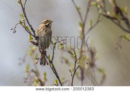 Common Reed Bunting  (emberiza Schoeniclus)