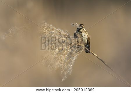 Common Reed Bunting  (emberiza Schoeniclus)