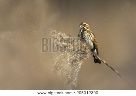 Common Reed Bunting  (emberiza Schoeniclus)