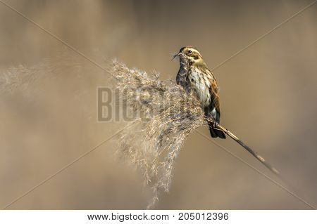 Common Reed Bunting  (emberiza Schoeniclus)