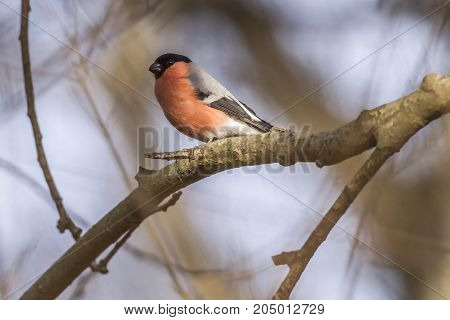 Eurasian Bullfinch (pyrrhula Pyrrhula)