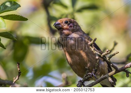 Eurasian Bullfinch (pyrrhula Pyrrhula)