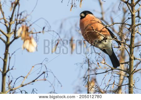 Eurasian Bullfinch (pyrrhula Pyrrhula)