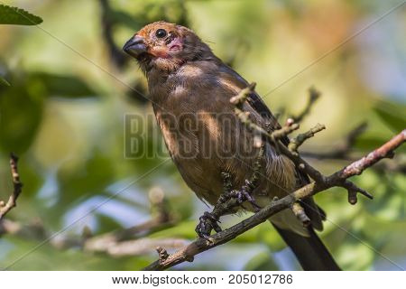Eurasian Bullfinch (pyrrhula Pyrrhula)
