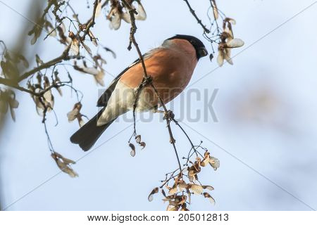 Eurasian Bullfinch (pyrrhula Pyrrhula)
