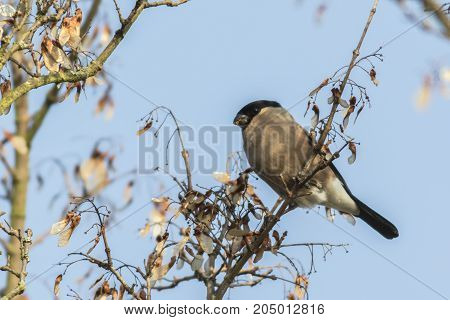 Eurasian Bullfinch (pyrrhula Pyrrhula)