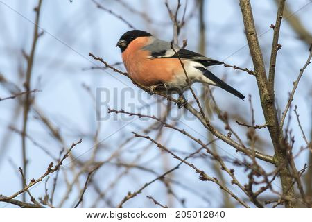Eurasian Bullfinch (pyrrhula Pyrrhula)