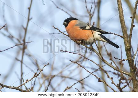 Eurasian Bullfinch (pyrrhula Pyrrhula)