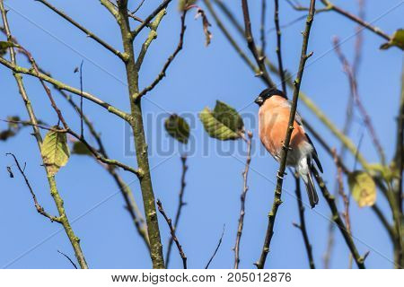 Eurasian Bullfinch (pyrrhula Pyrrhula)