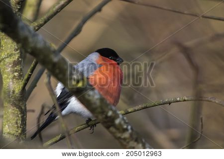Eurasian Bullfinch (pyrrhula Pyrrhula)