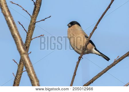 Eurasian Bullfinch (pyrrhula Pyrrhula)