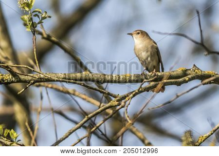 Nightingale (luscina Megarhynchos)