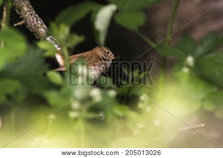 Nightingale (luscina Megarhynchos)