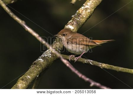 Nightingale (luscina Megarhynchos)