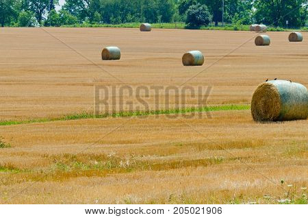 The compressed band on wheat field in fall