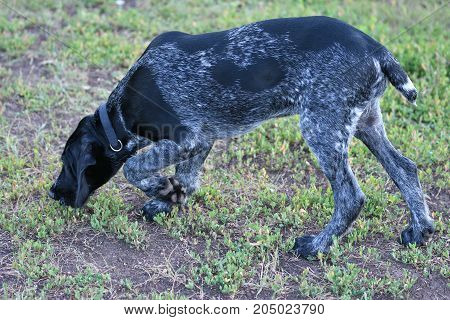 Hunting Dog Breed German Wirehaired Pointer