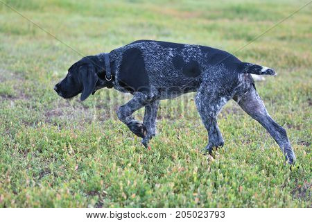 Hunting Dog Breed German Wirehaired Pointer