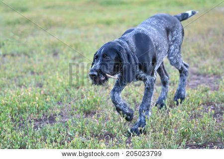 Hunting Dog Breed German Wirehaired Pointer