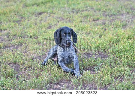 Hunting Dog Breed German Wirehaired Pointer