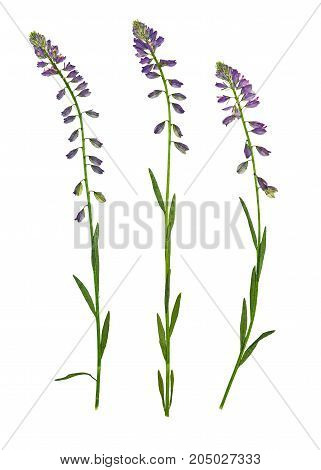 Pressed and dried flower common milkwort (Polygala vulgaris) isolated on white background. For use in scrapbooking floristry or herbarium.