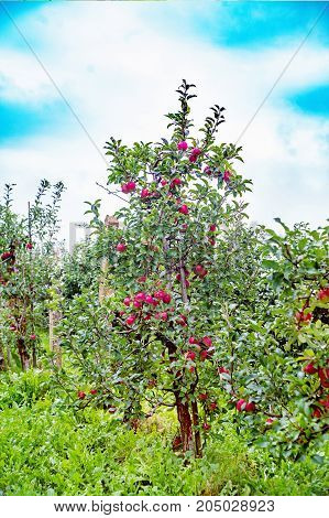 Gloster apple tree with apples after rain. A known German variety widely cultivated in Poland and harvested in late October. The apples are large cone-shaped ribbed and green with a large dark red blush.