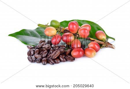 fresh coffee beans with stem and roasted coffee beans arabica strong blend on white background