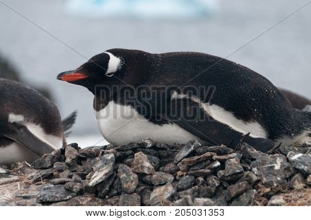 Nesting Gentoo Penguins struggling for survival at Cuverville Island, off the Coast of the Antarctic Peninsula.