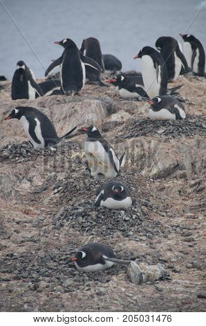 Nesting Gentoo Penguins struggling for survival at Cuverville Island, off the Coast of the Antarctic Peninsula.