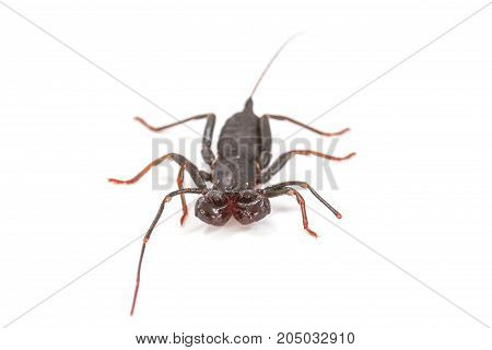 Whip Scorpion On White Background