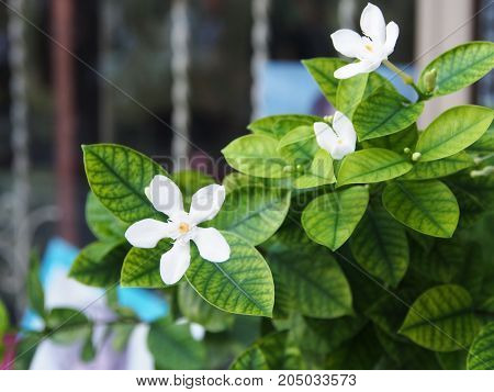 Beautiful Cape Jasmine , Cape Gardinia. Macro With Natural Light In The Morning.