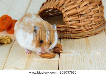 A small hamster eats an almond nut at his wicker house.