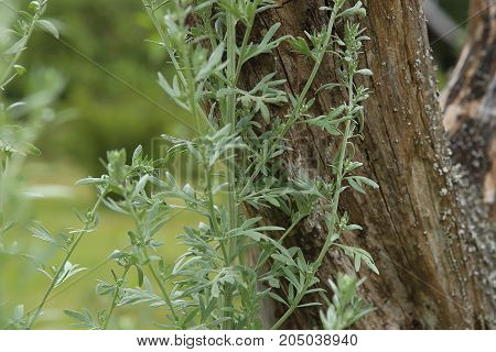 Wormwood Artemisia absinthium in garden.  Wormwood plant used for herbal medicine.
